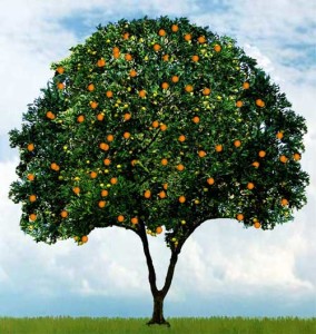 orange_tree